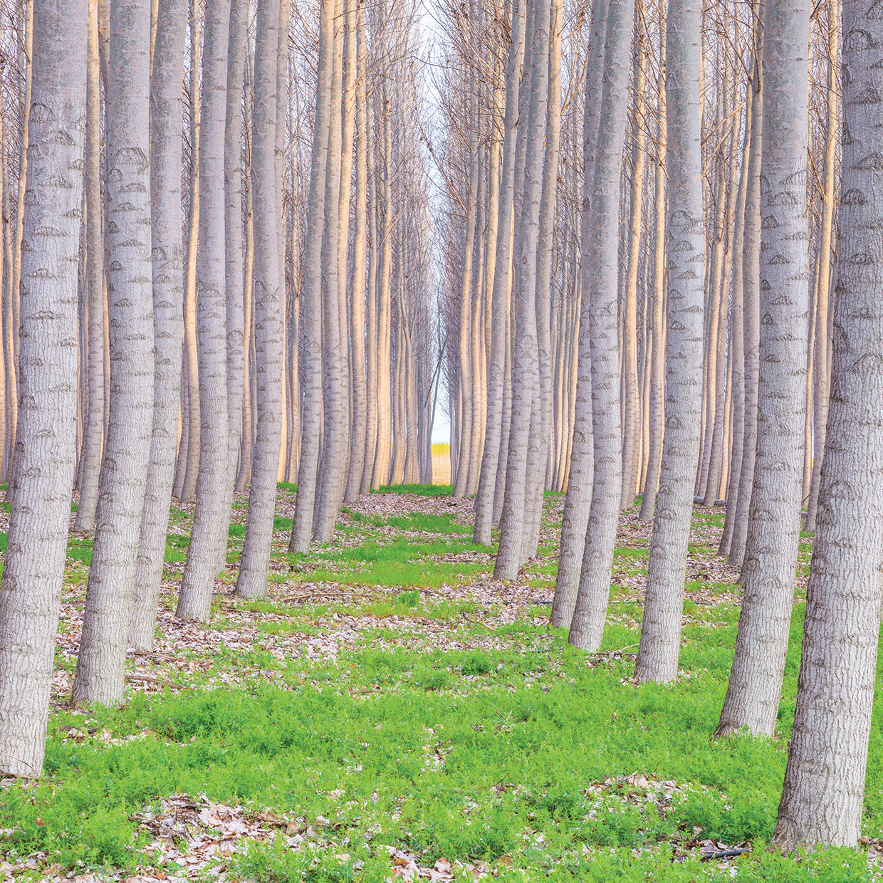 Poplar Forest Square