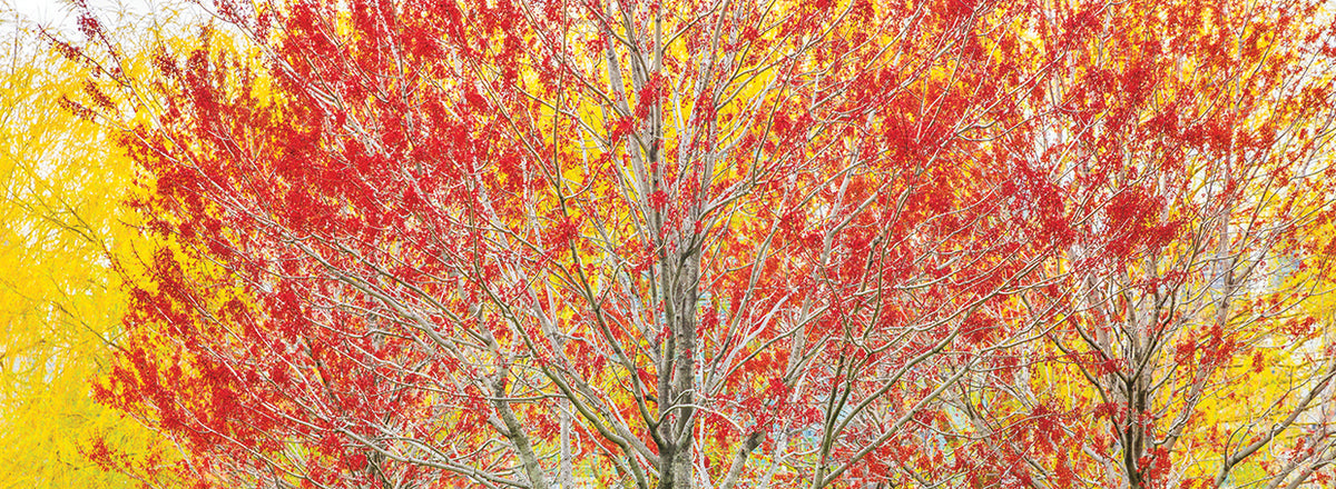 Trees