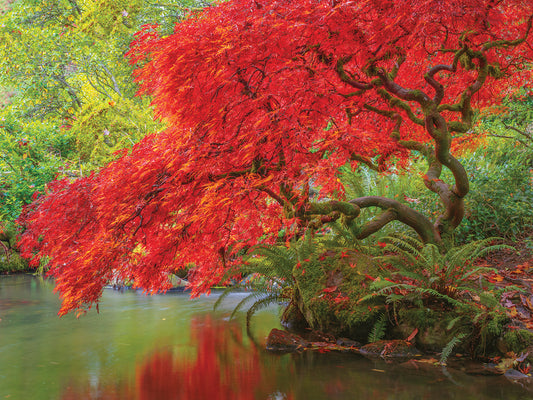 Japanese Maple over water Canvas Art