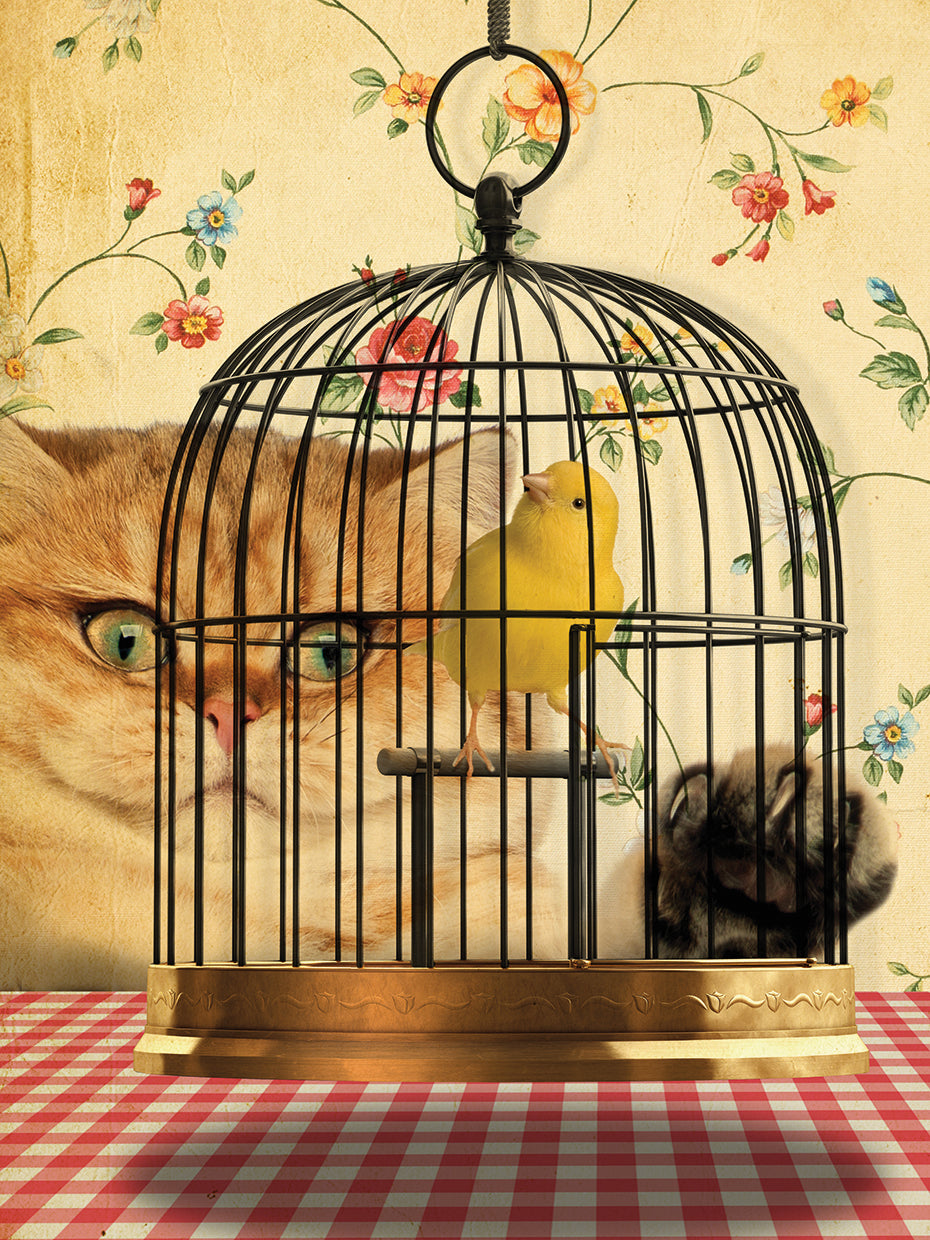 Cat Series #4