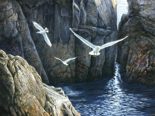 The Gulls of Puplit Rock Canvas Art