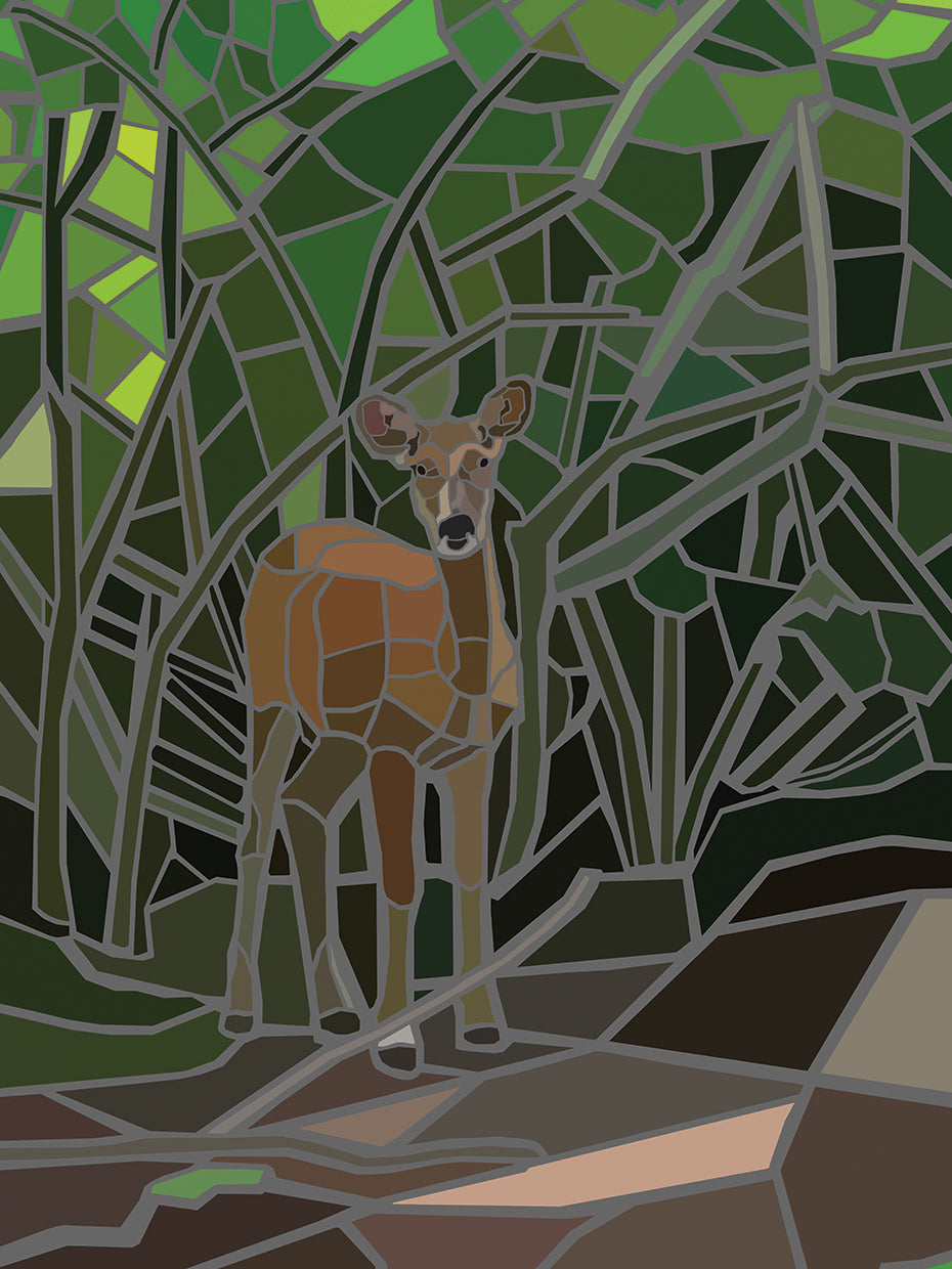 Deer in Woods