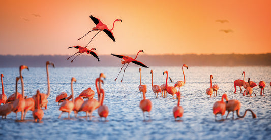 Flamingo Flight Canvas Art