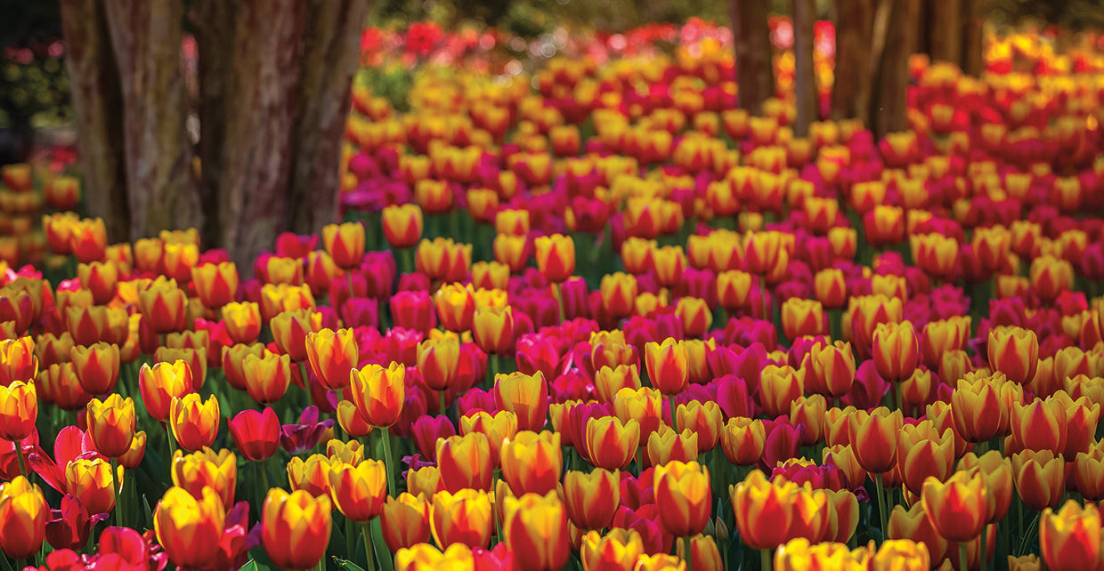 Tulip Sea