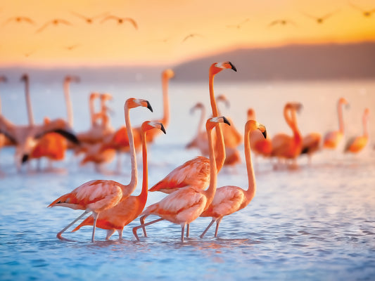 Wading Flamingos Canvas Art