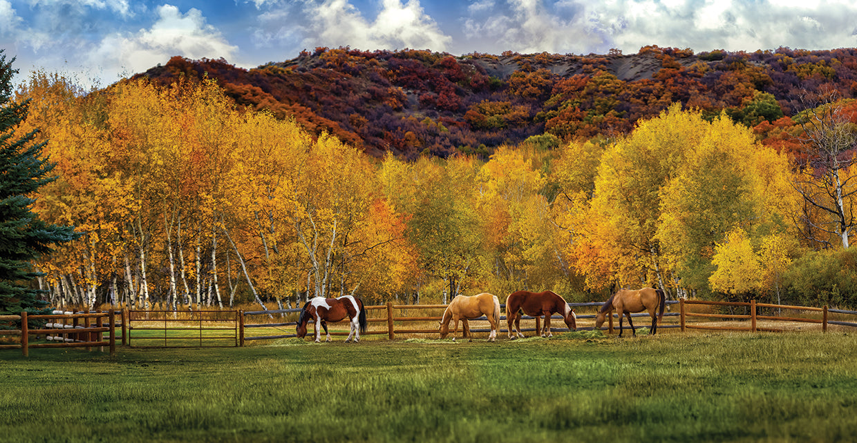 Colorado Farm