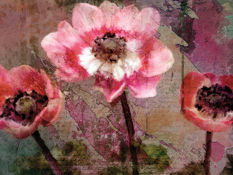 Anemone Suite