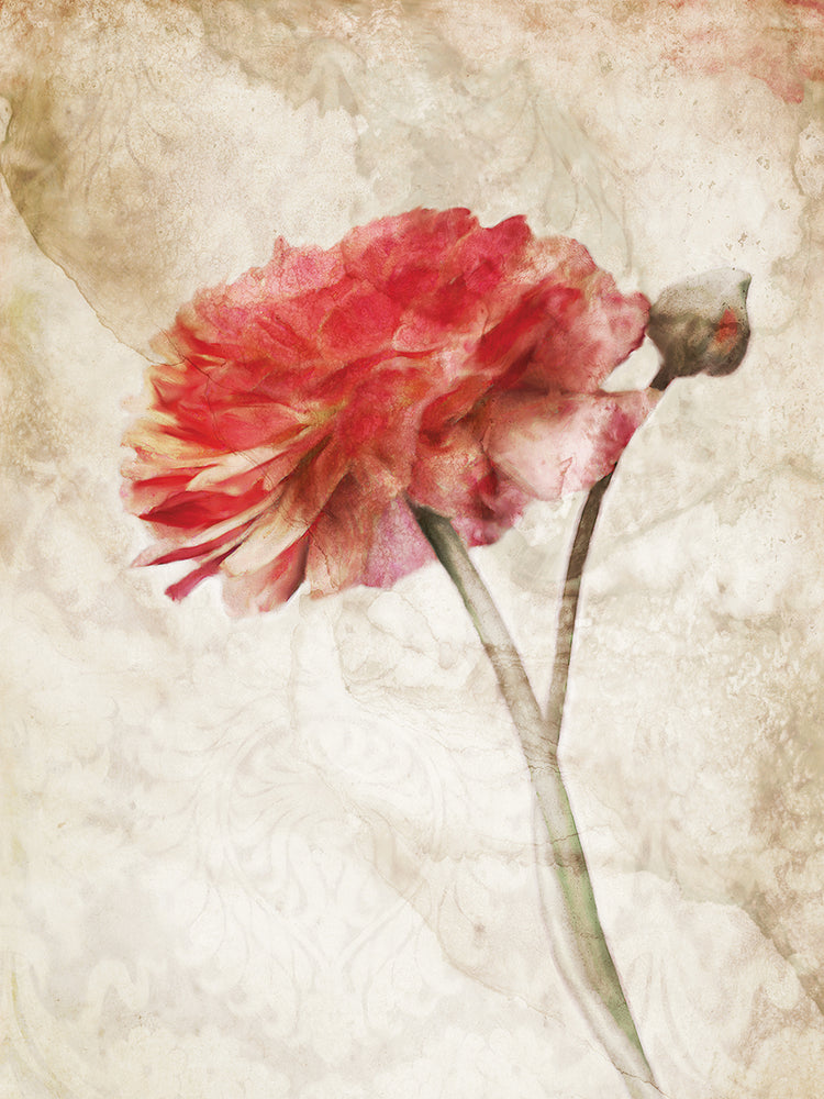 Striking Scarlet Blossom