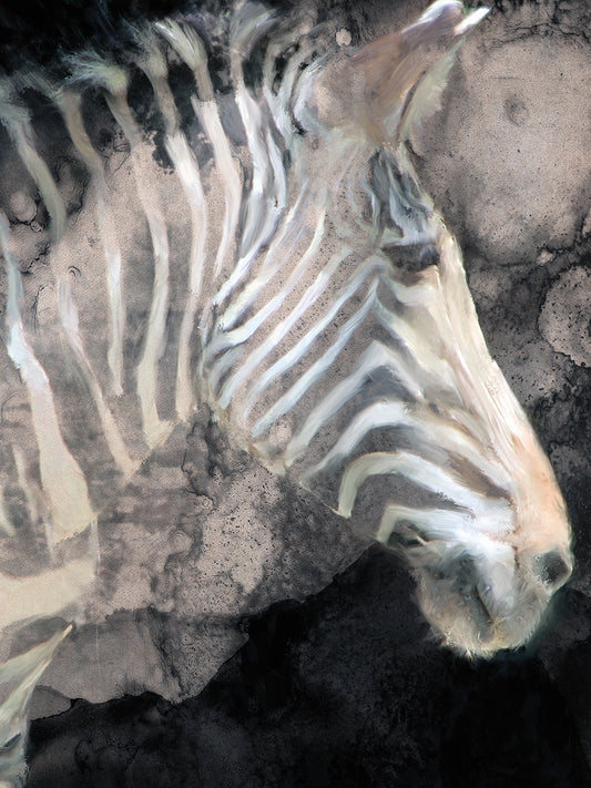 Wistful Zebra Awash Canvas Art