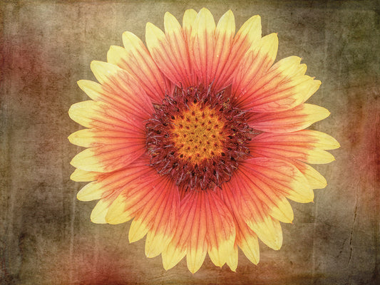 Single Indian Blanket Flower Canvas Art
