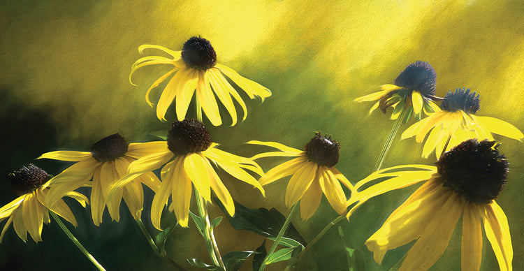Sun Shine On Black Eyed Susan