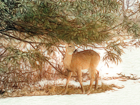 A Dear Little Deer Canvas Art