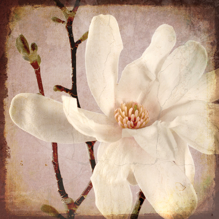 Arte de la lona del primer de la magnolia de papel