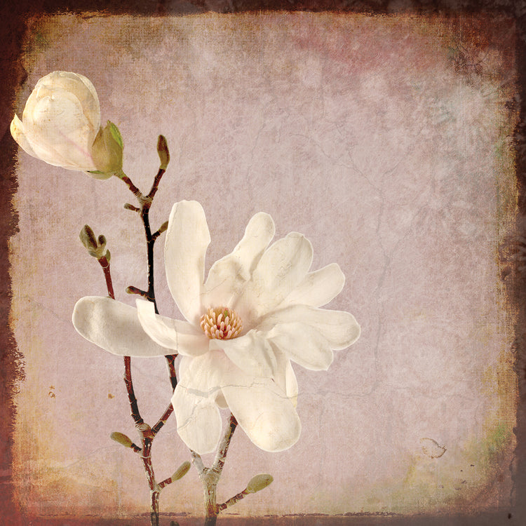 Paper Magnolia Duo
