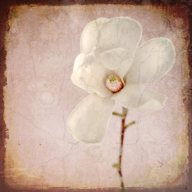Arte de lienzo de magnolia de papel