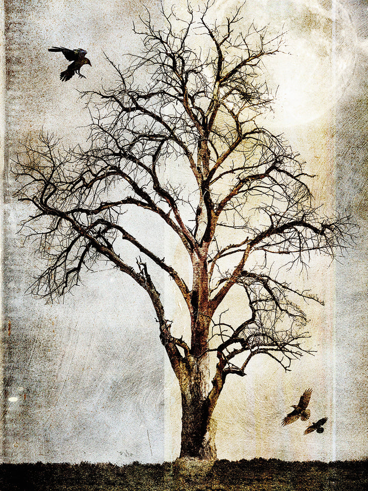 Cottonwood Tree Part 02