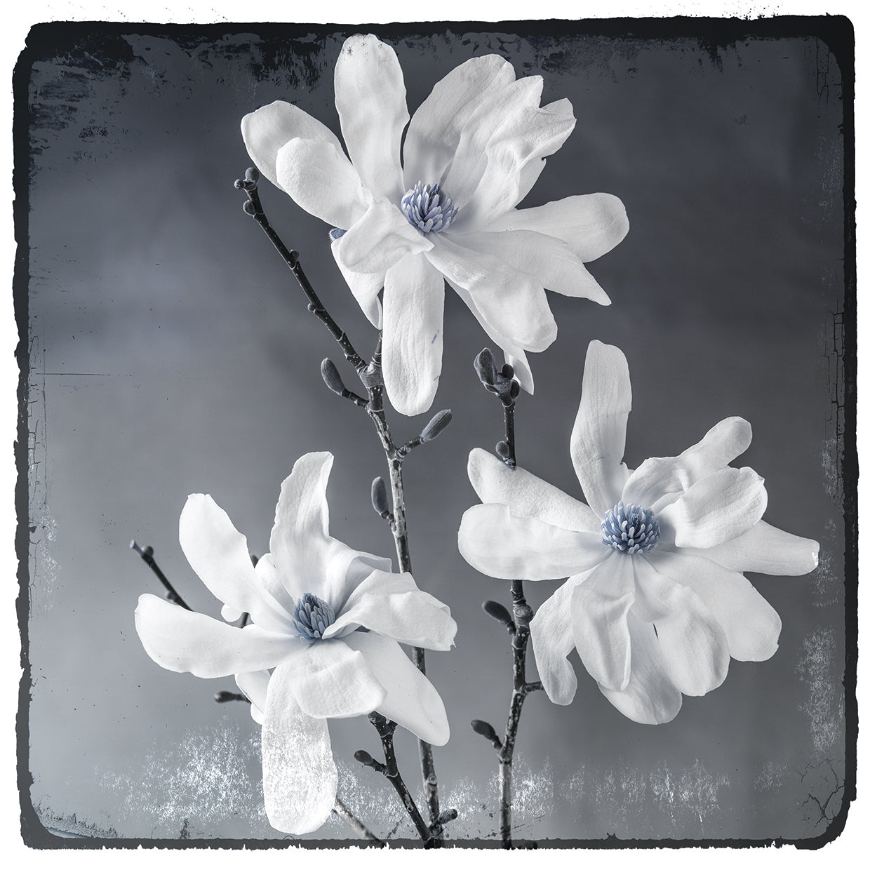 Blue Magnolia 2