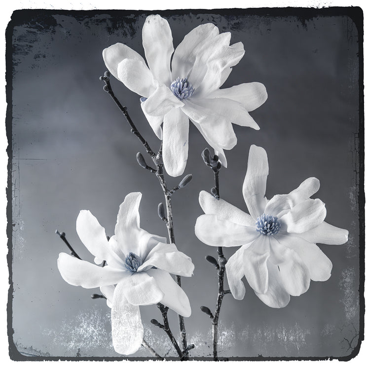 Arte de la lona Magnolia azul 2