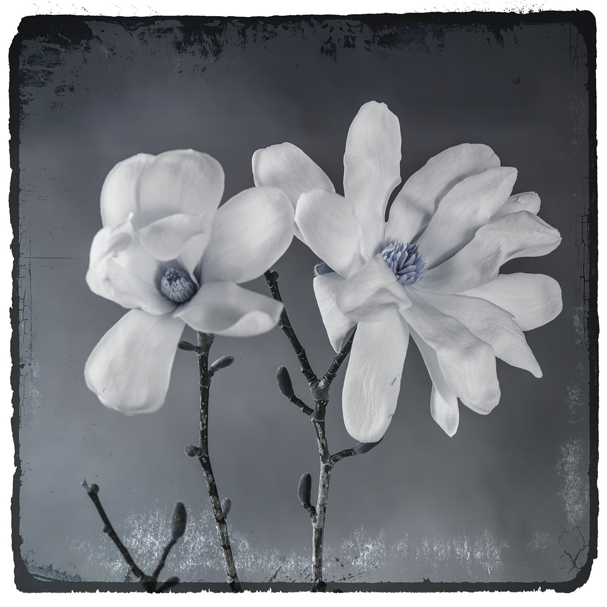 Blue Magnolia 3