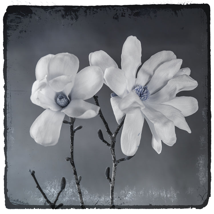 Blue Magnolia 3