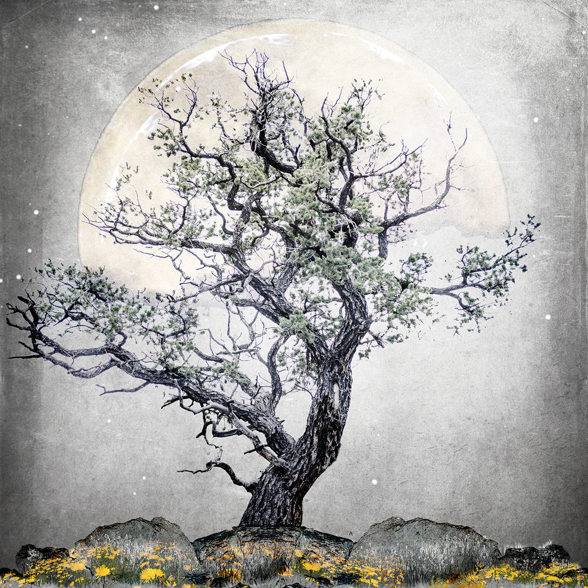 August Tree # 5