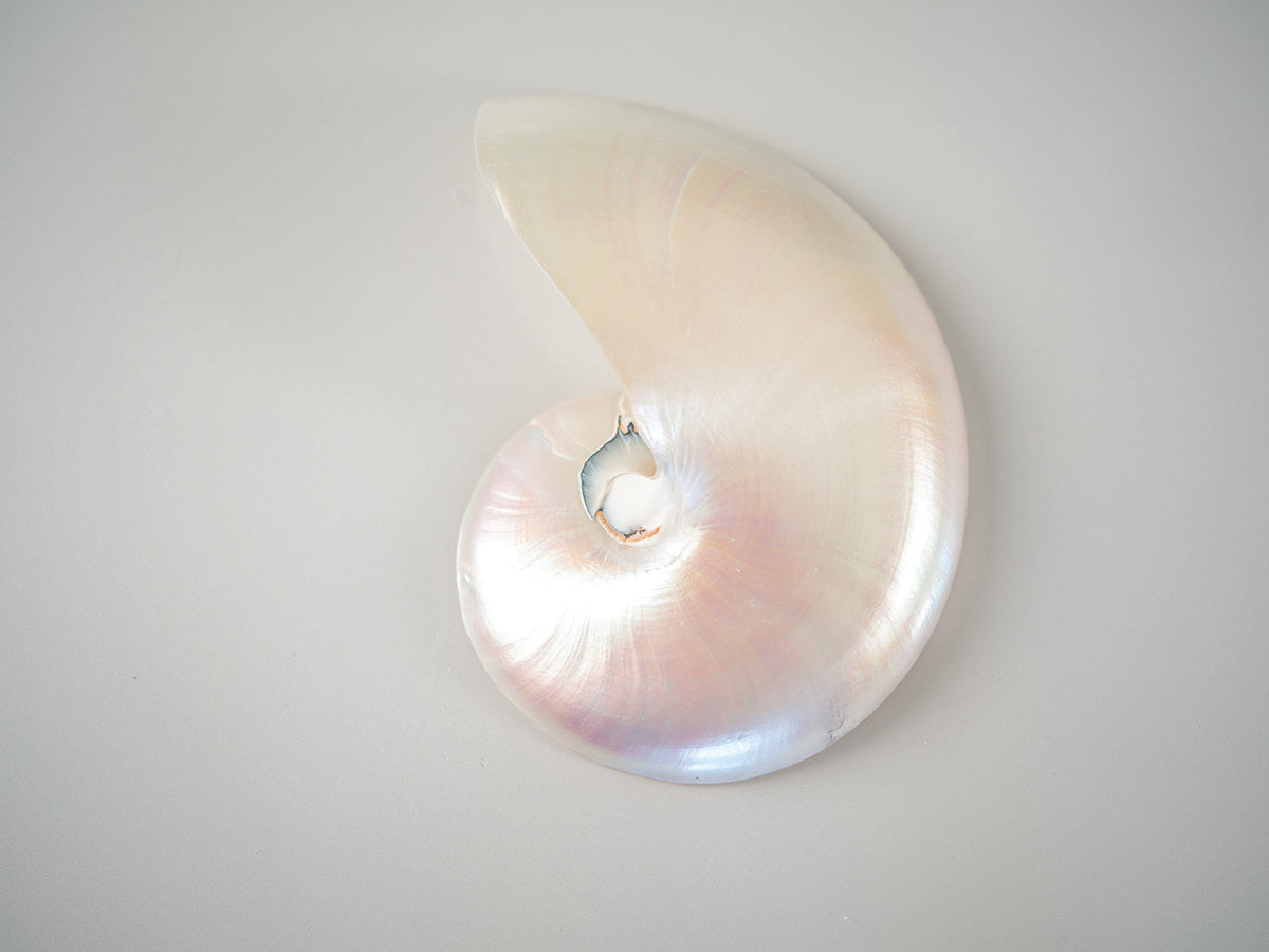 Sea Star 3