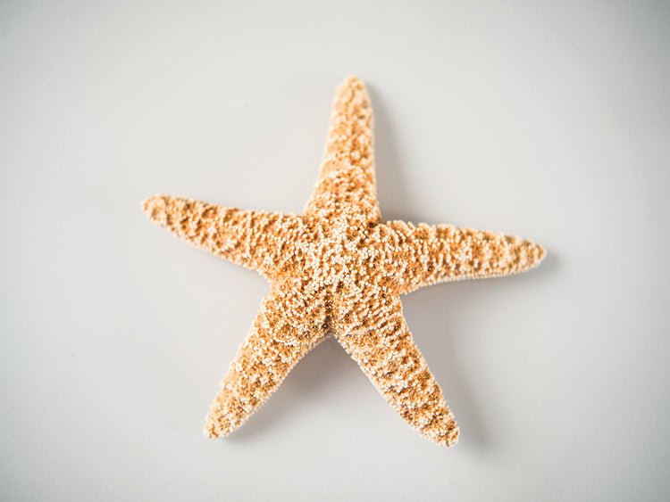 Sea Star 4