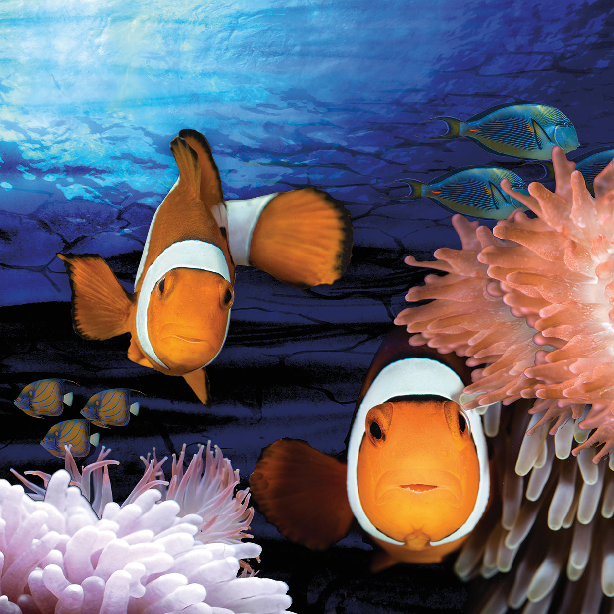 Sea Creatures - Clown Fish