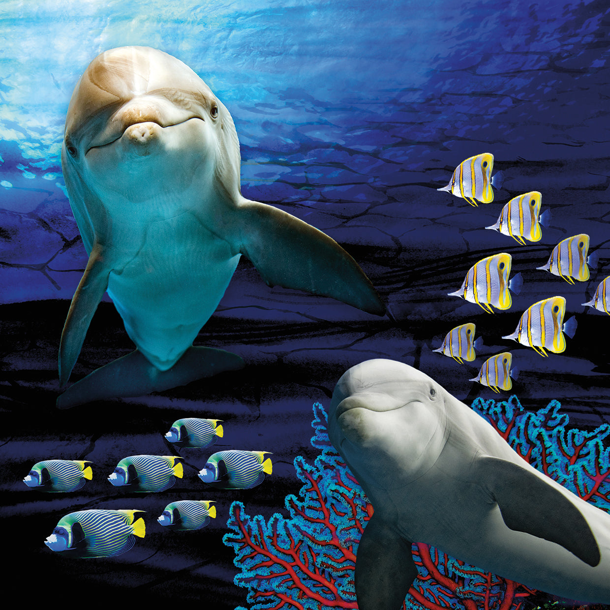 Sea Creatures - Dolphines 2