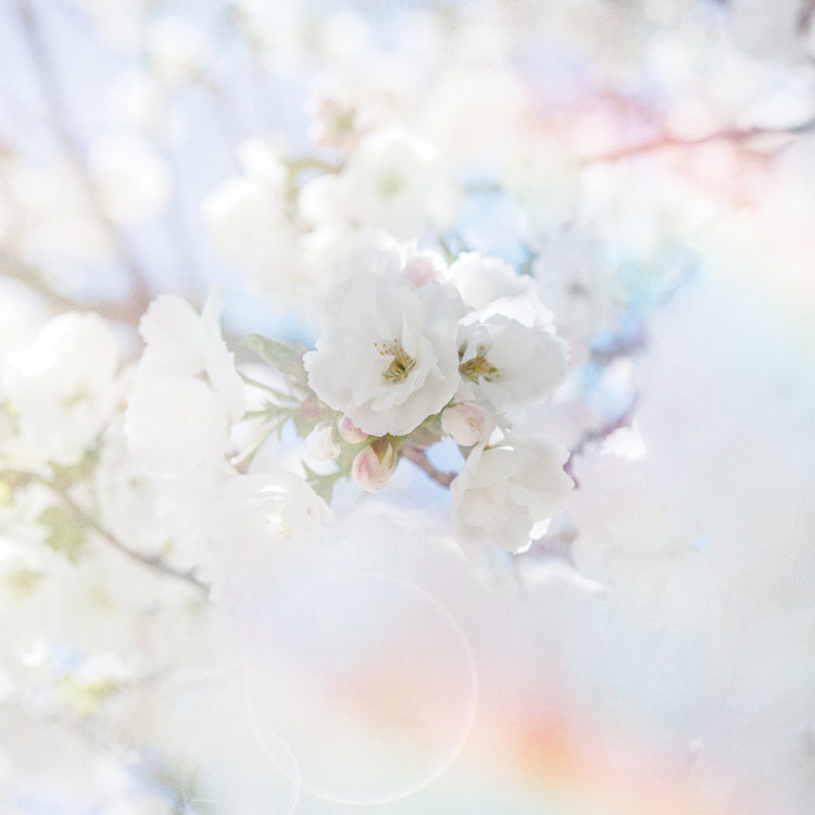 Apple Blossoms 04