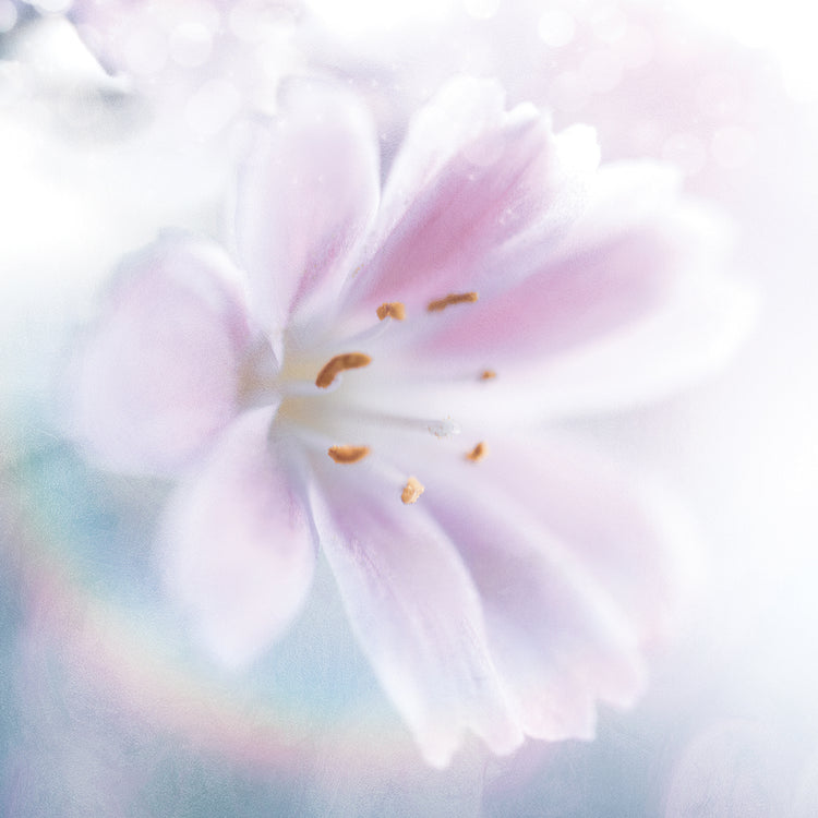 Mystical Gypsy Flower 02