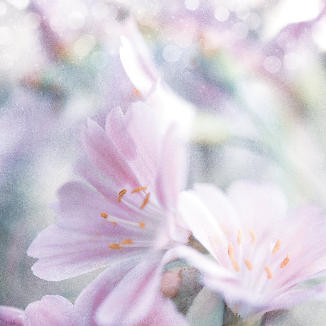 Mystical Gypsy Flower 05