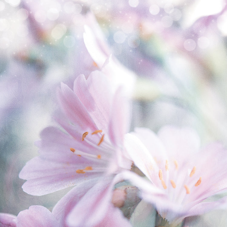 Mystical Gypsy Flower 05