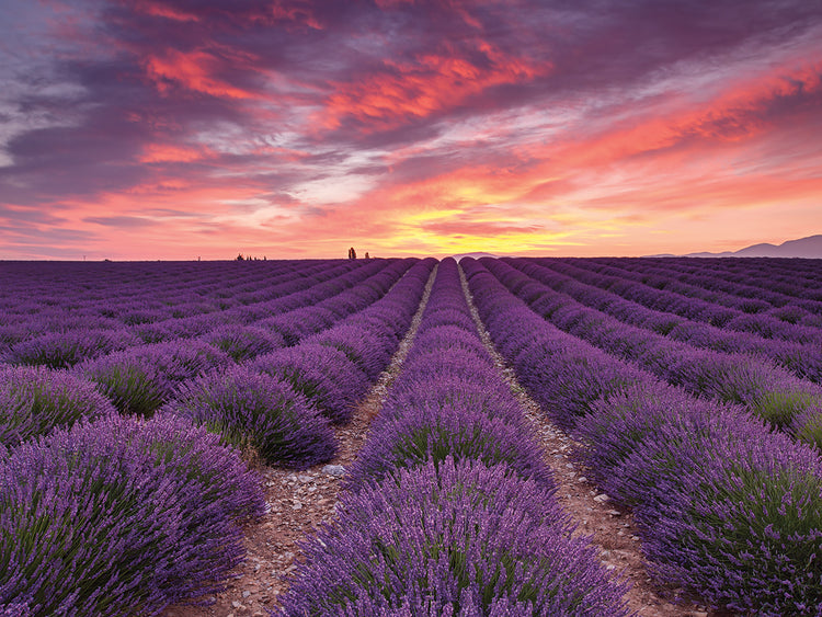 Salida del sol sobre el arte de la lona de lavanda