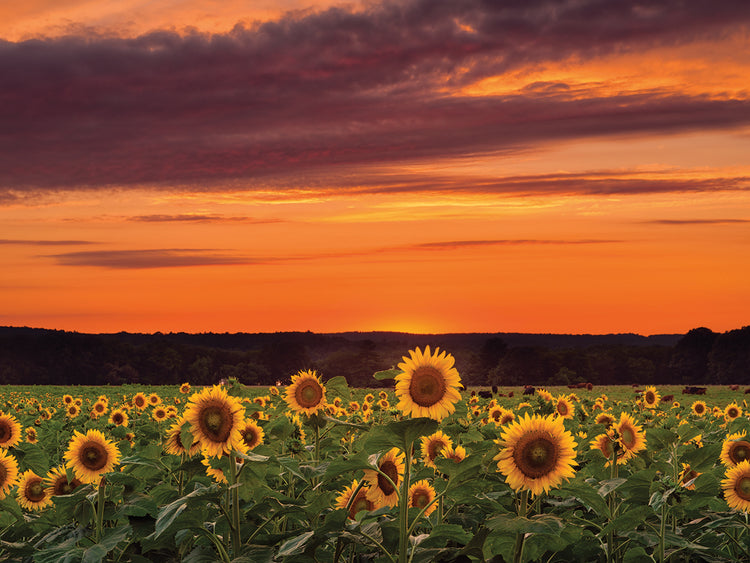 Sunset over Sunflowers