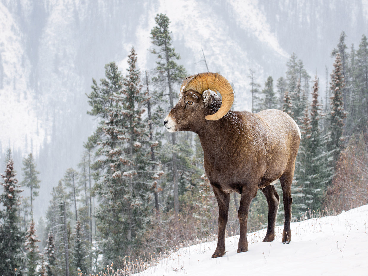 Bighorn en el arte de la lona de nieve
