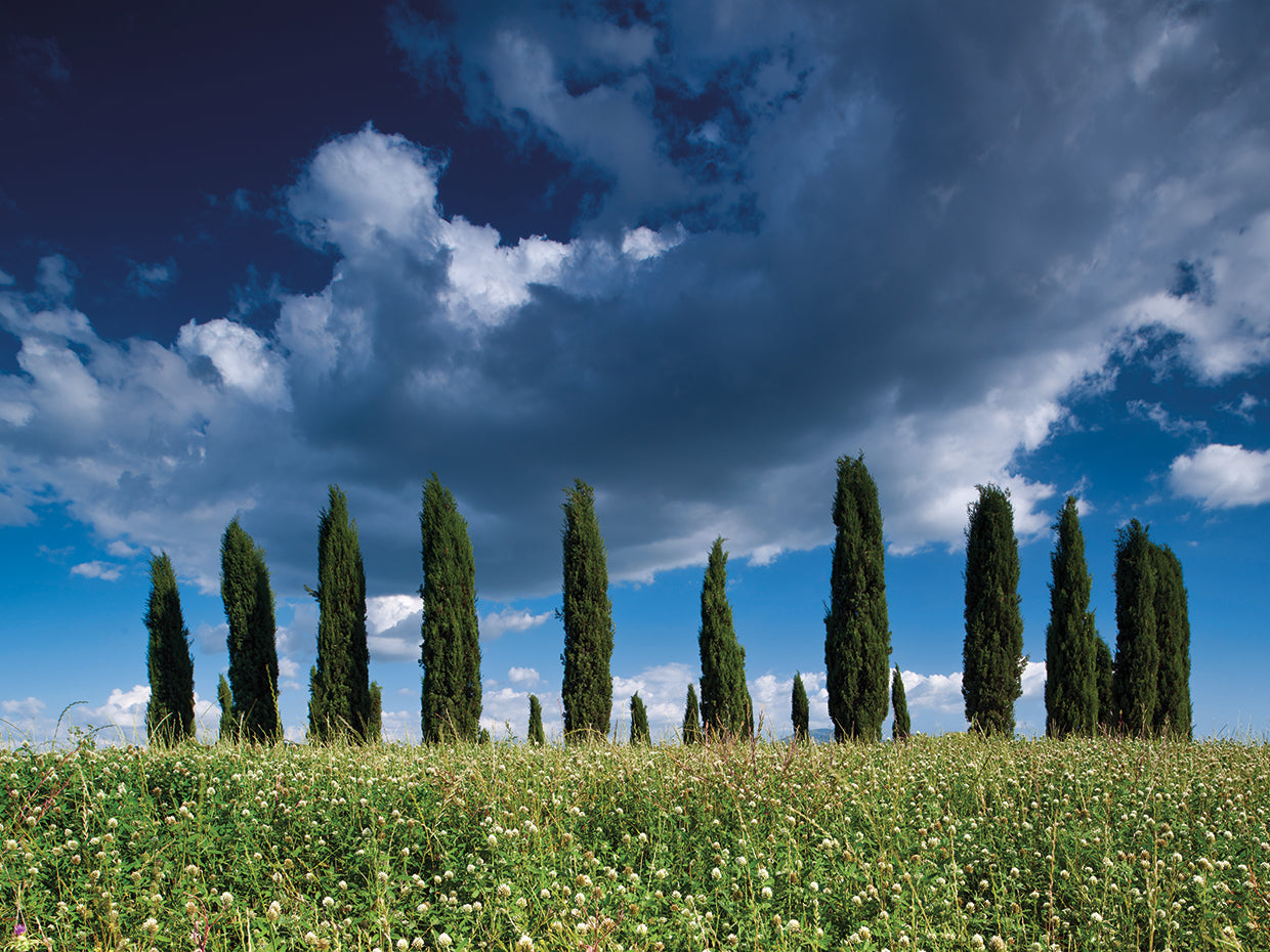 Nubes sobre el lienzo de Cypress Hill