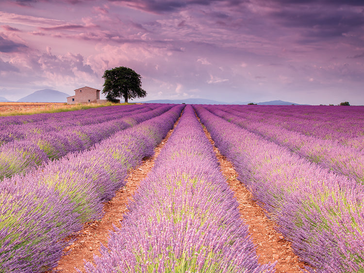Stone House in Lavender Field