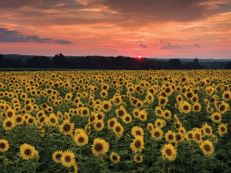 Taps over Sunflowers