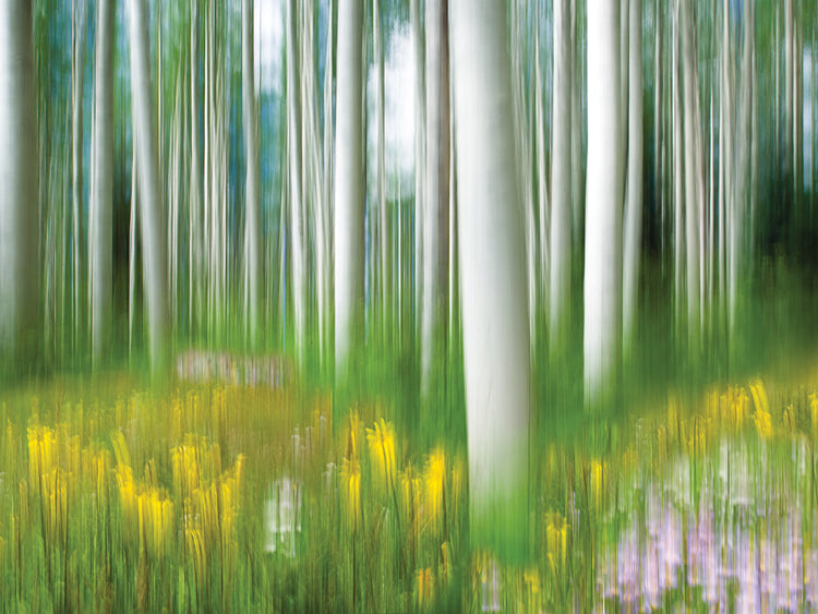 Aspens And Wildflowers