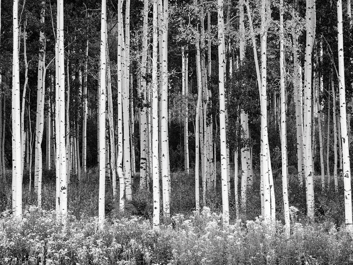 Colorado Aspen B&W