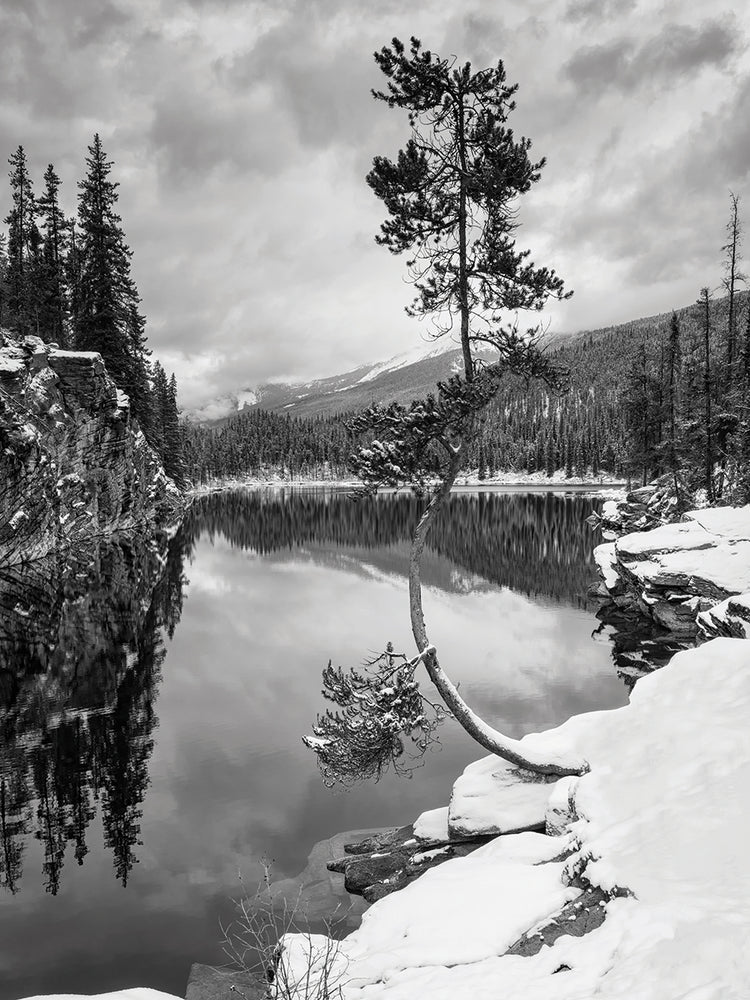 Curve in the Tree B&W