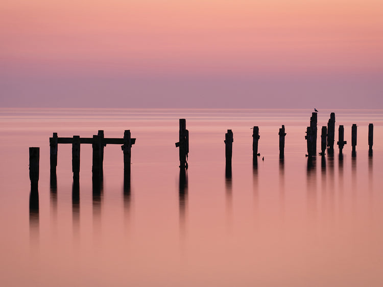 Bird on the Pier