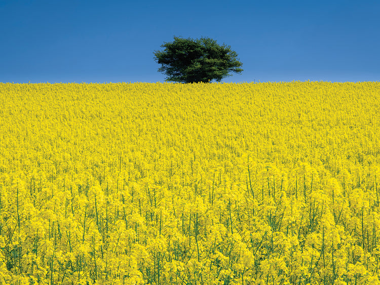 Lone Tree in Rape Field