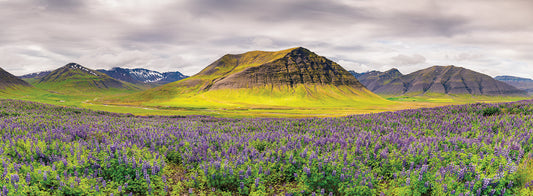 Lupines and Mountains Panorama