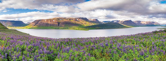 Lupines on a Fjord Panorama