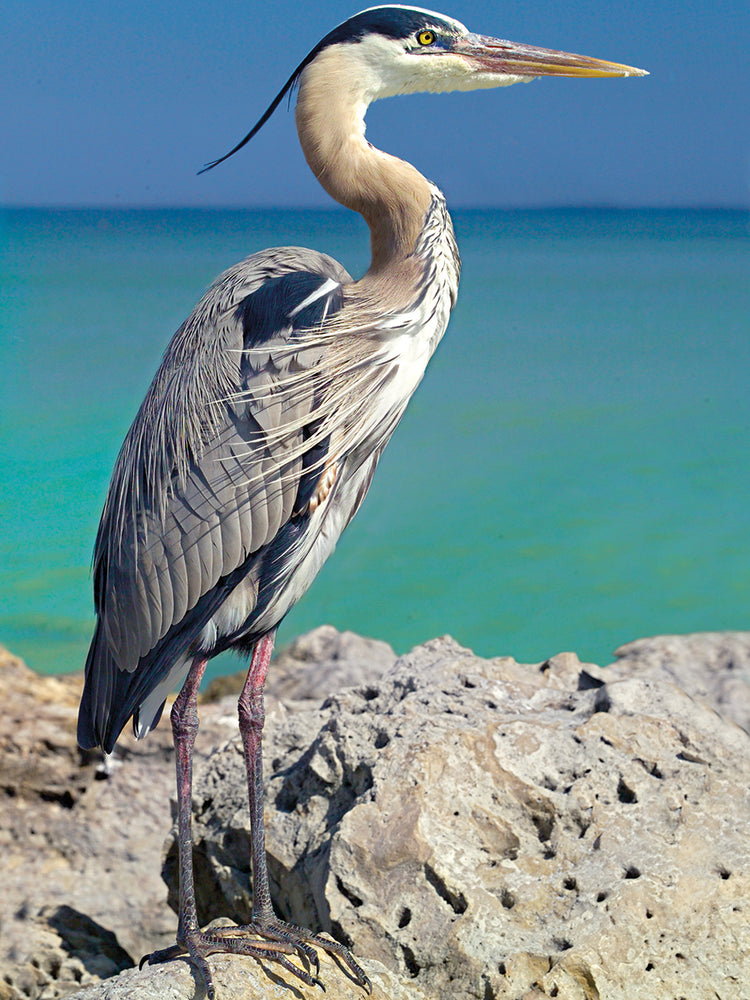 Blue Heron