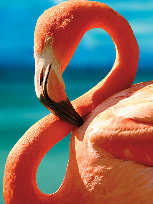 Flamingo Canvas Art