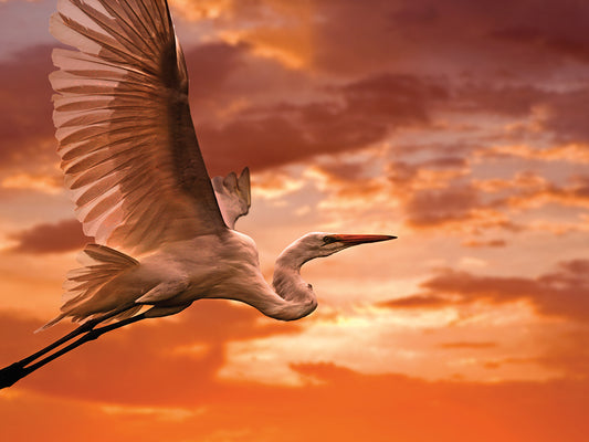 Heron Sunset Canvas Art