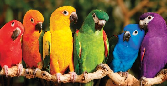 Rainbow Parrots Canvas Art